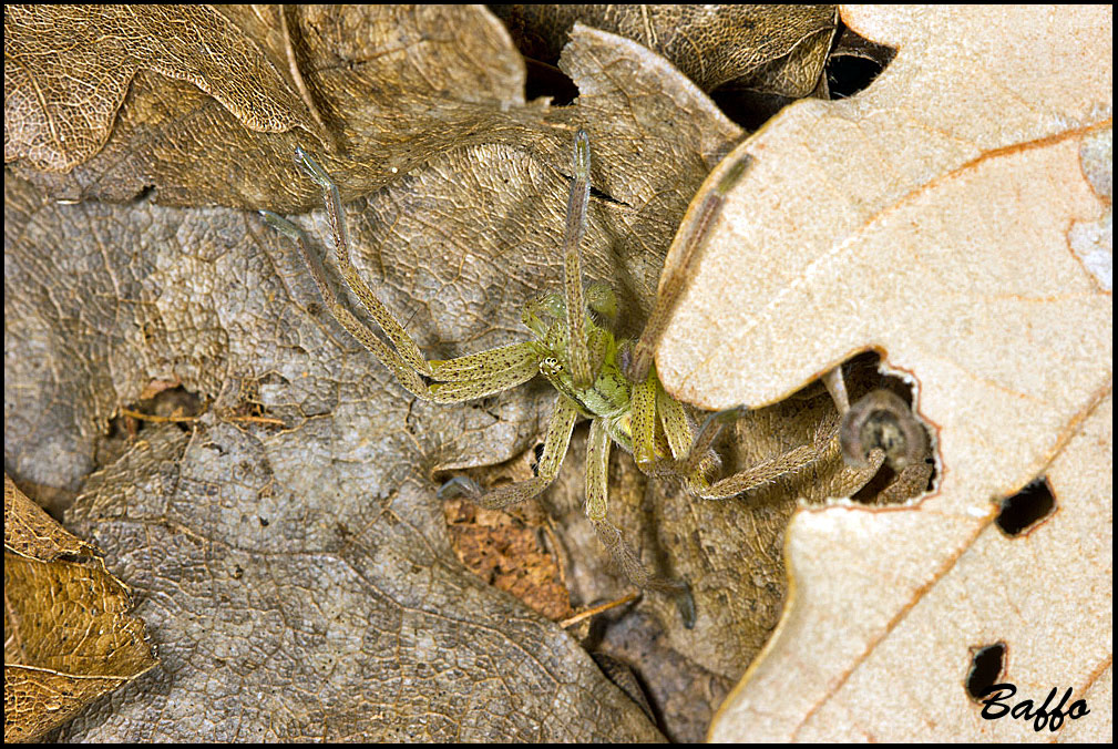 Micrommata virescens